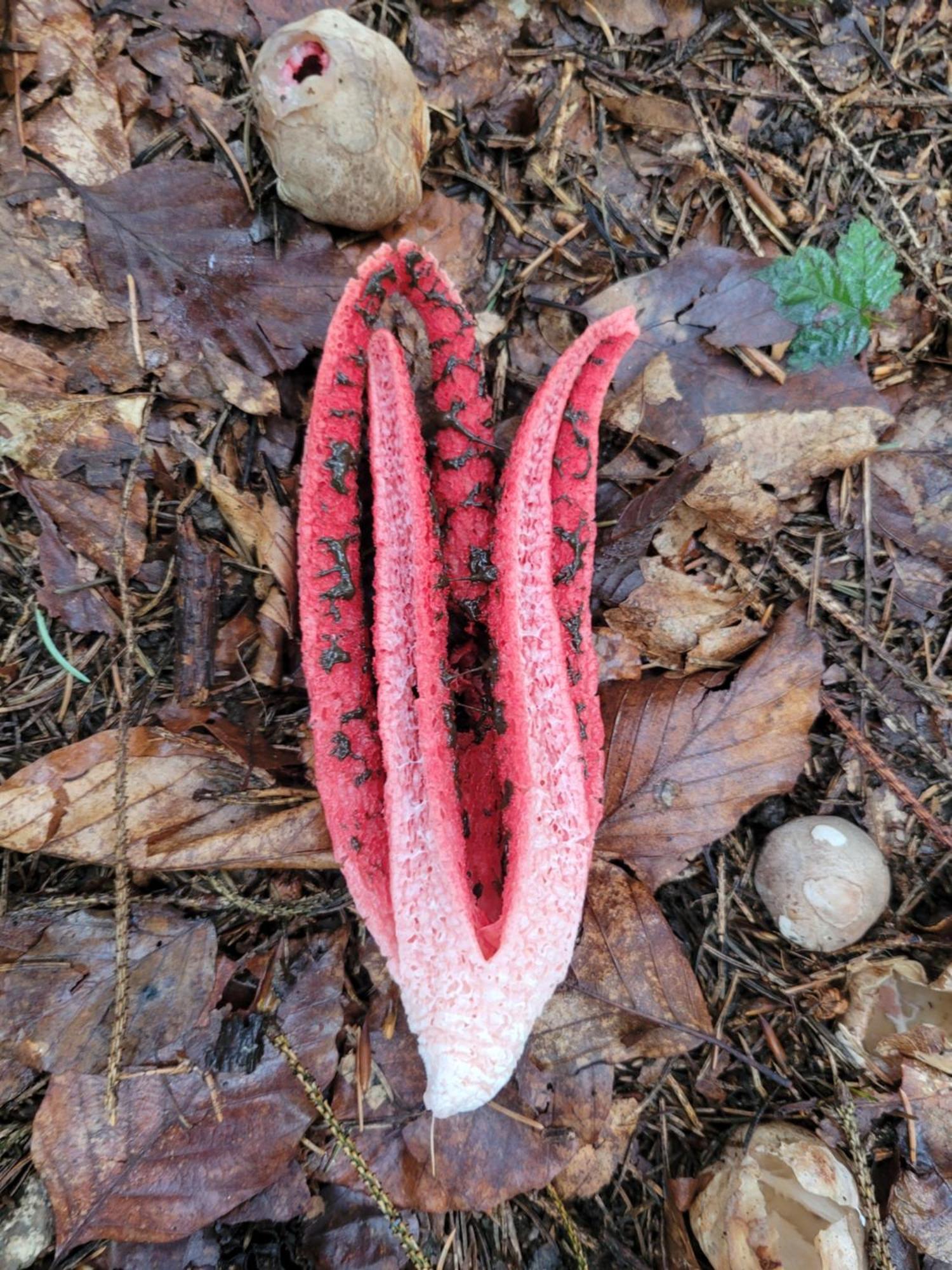 Forest Camp Dom W Gorach Sowich Michalkowa Zewnętrze zdjęcie